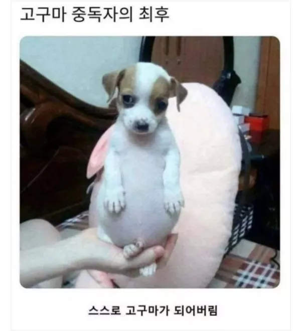 스포츠중계 빠른티비