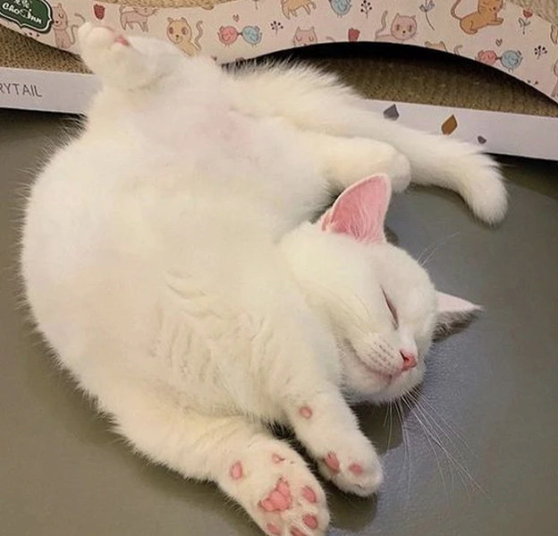 스포츠중계 빠른티비