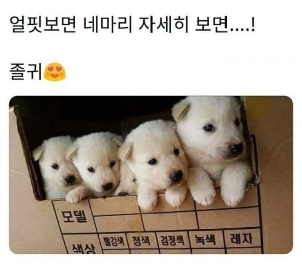  얼핏보면 4마리 자세히 보면